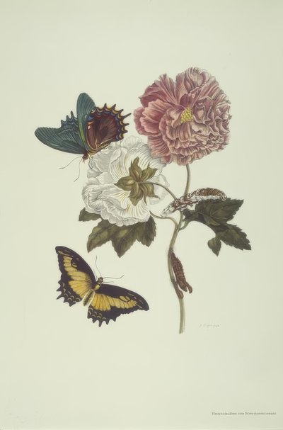 Hibiskus und Schwalbenschwanz von Maria Sibylla Merian